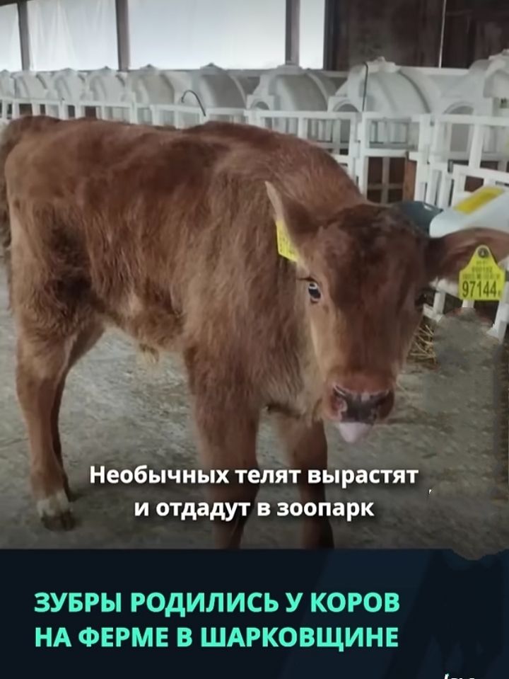 Необычных телят вырастят и отдадут в зоопарк.
Зубры родились у коров на ферме в Шарковщине.