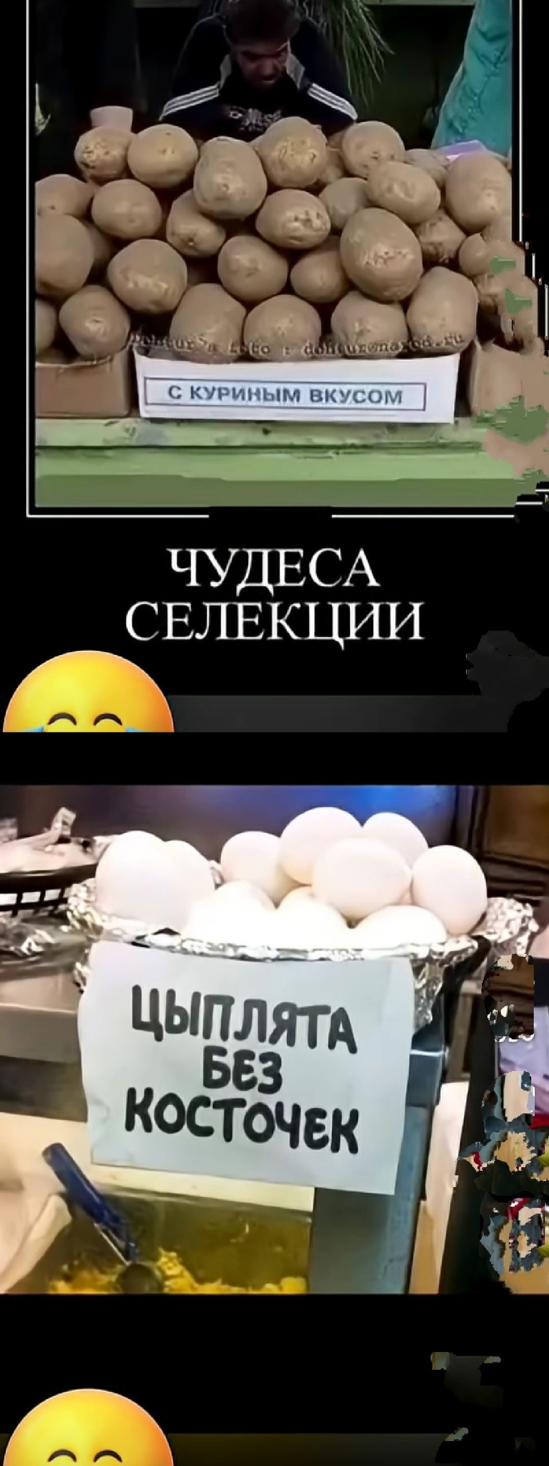 ЧУДЕСА СЕЛЕКЦИИ

ЦЫПЛЯТА БЕЗ КОСТОЧЕК