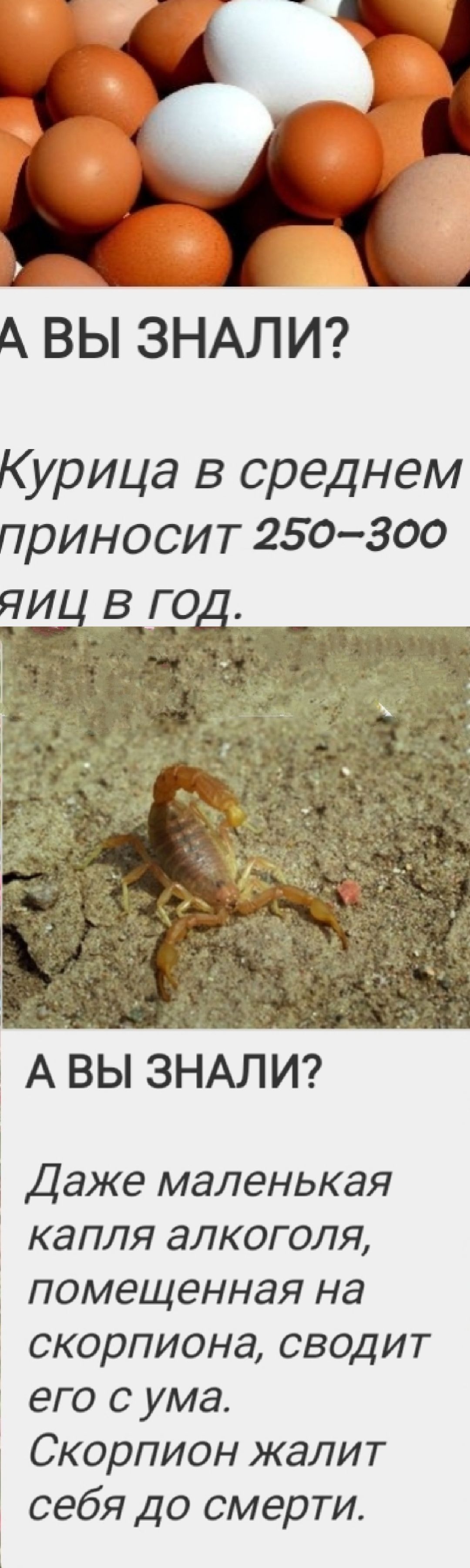 А ВЫ ЗНАЛИ?
Курица в среднем приносит 250–300 яиц в год.

А ВЫ ЗНАЛИ?
Даже маленькая капля алкоголя, помещенная на скорпиона, сводит его с ума.
Скорпион жалит себя до смерти.