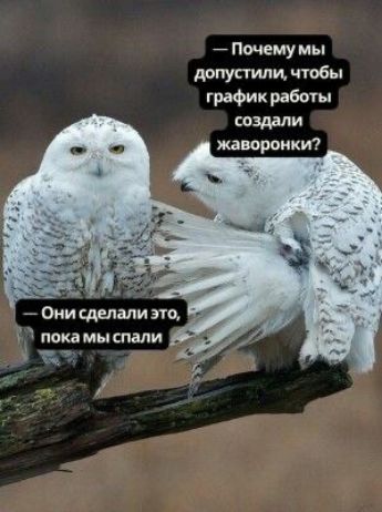 — Почему мы допустили, чтобы график работы создали жаворонки?
— Они сделали это, пока мы спали.