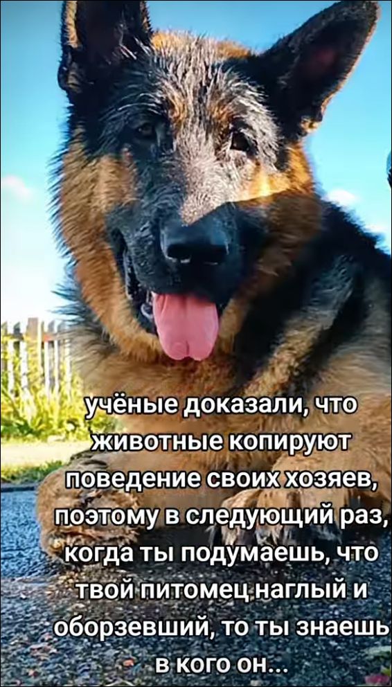 учёные доказали, что животные копируют поведение своих хозяев, поэтому в следующий раз, когда ты подумаешь, что твой питомец наглый и обожравший, то ты знаешь в кого он...