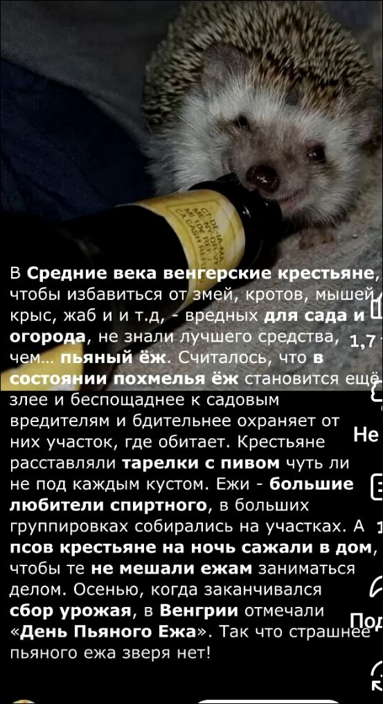 В Средние века венгерские крестьяне, чтобы избавиться от змей, кротов, мышей, крыс, жабы и т.д., - вредных для сада и огорода, не знали лучшего средства, чем... пьяный ёж. Считалось, что в состоянии похмелья ёж становится ещё злее и беспощаднее к садовым вредителям и бдительнее охраняет от них участков, где обитает. Крестьяне расставляли тарелки с пивом чуть ли не под каждым кустом. Ежи - большие любители спиртного, в больших группировках собирались на участках. А если крестьяне на ночь сажали в дом, делом. Осенью, когда заканчивались пожирания, в Венгрии отмечали 