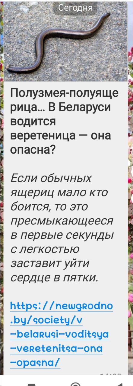 Полузмея-ползущая рыца... В Беларуси водится веретеница — она опасна? Если обычных ящериц мало кто боится, то это пресмыкающееся в первые секунды с легкостью заставит уйти сердце в пятки.