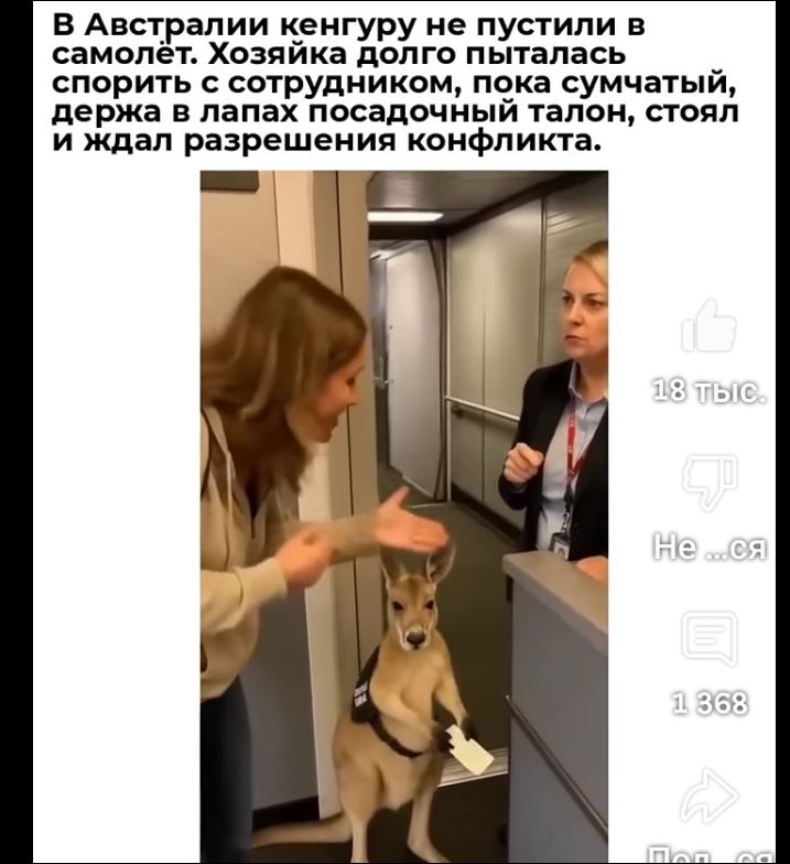В Австралии кенгуру не пустили в самолет. Хозяйка долго пыталась спорить с сотрудником, пока сумчатый, держа в лапах посадочный талон, стоял и ждал разрешения конфликта.