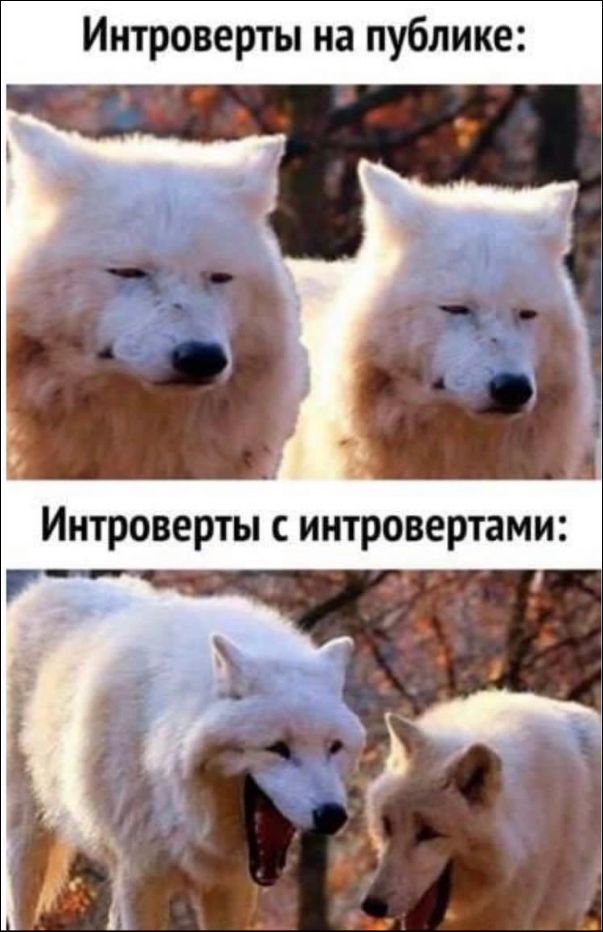 Интроверты на публике:
Интроверты с интровертами: