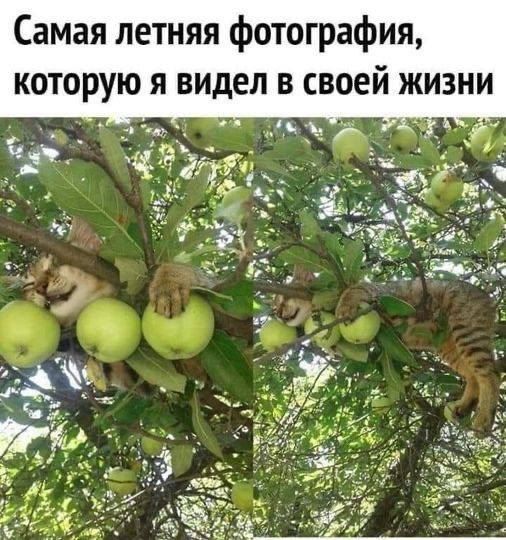 Самая летняя фотография, которую я видел в своей жизни