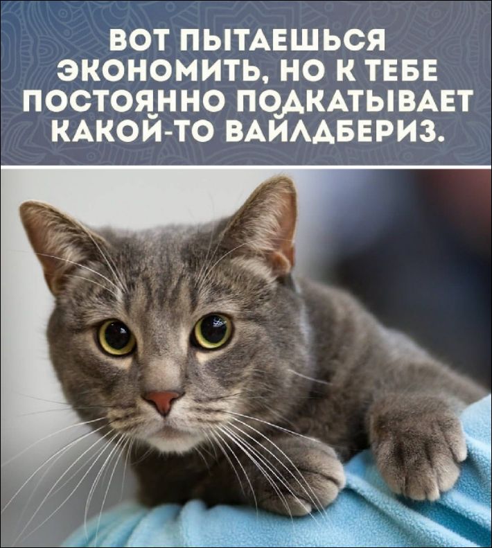 ВОТ ПЫТАЕШЬСЯ ЭКОНОМИТЬ, НО К ТЕБЕ ПОСТОЯННО ПОДКАТЫВАЕТ КАКОЙ-ТО ВАЙЛДПЕРИЗ.