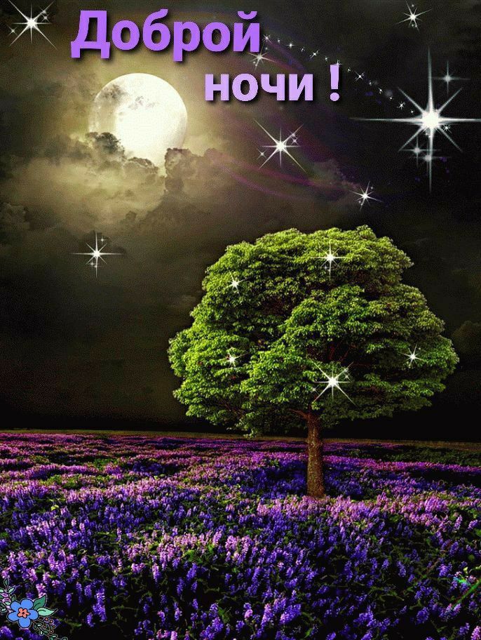 Доброй ночи !