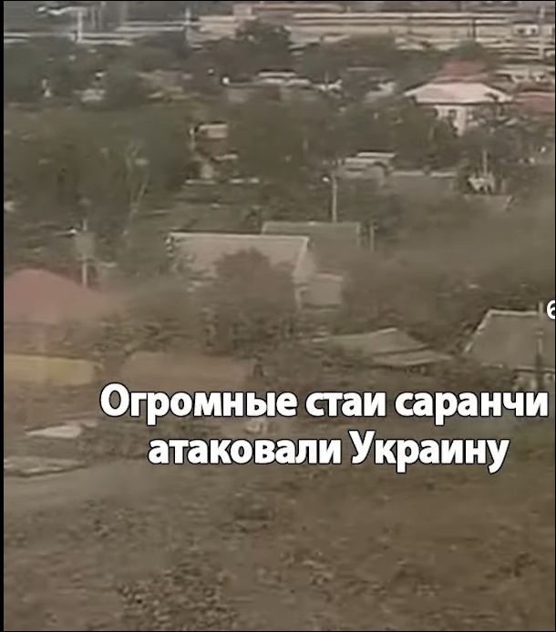 Огромные стаи саранчи атаковали Украину