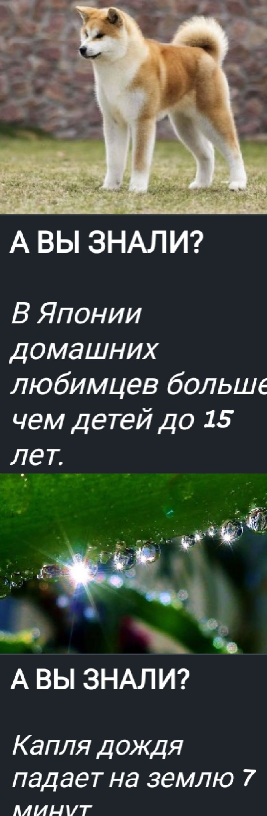 А ВЫ ЗНАЛИ? В Японии домашних любимцев больше чем детей до 15 лет.
А ВЫ ЗНАЛИ? Капля дождя падает на землю 7 минут.