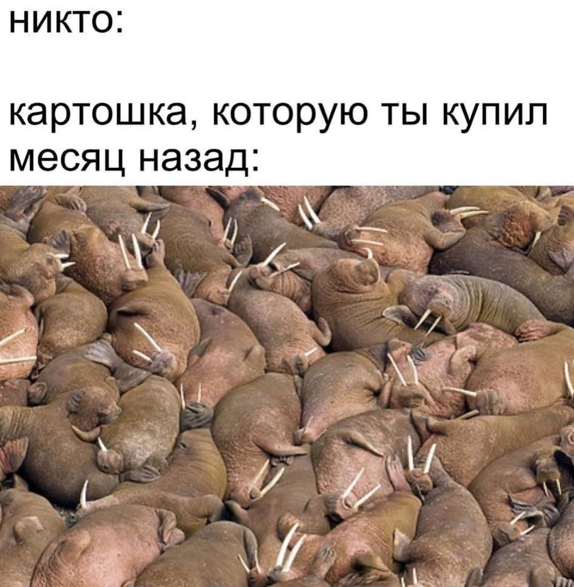 никто:
картошка, которую ты купил месяц назад: