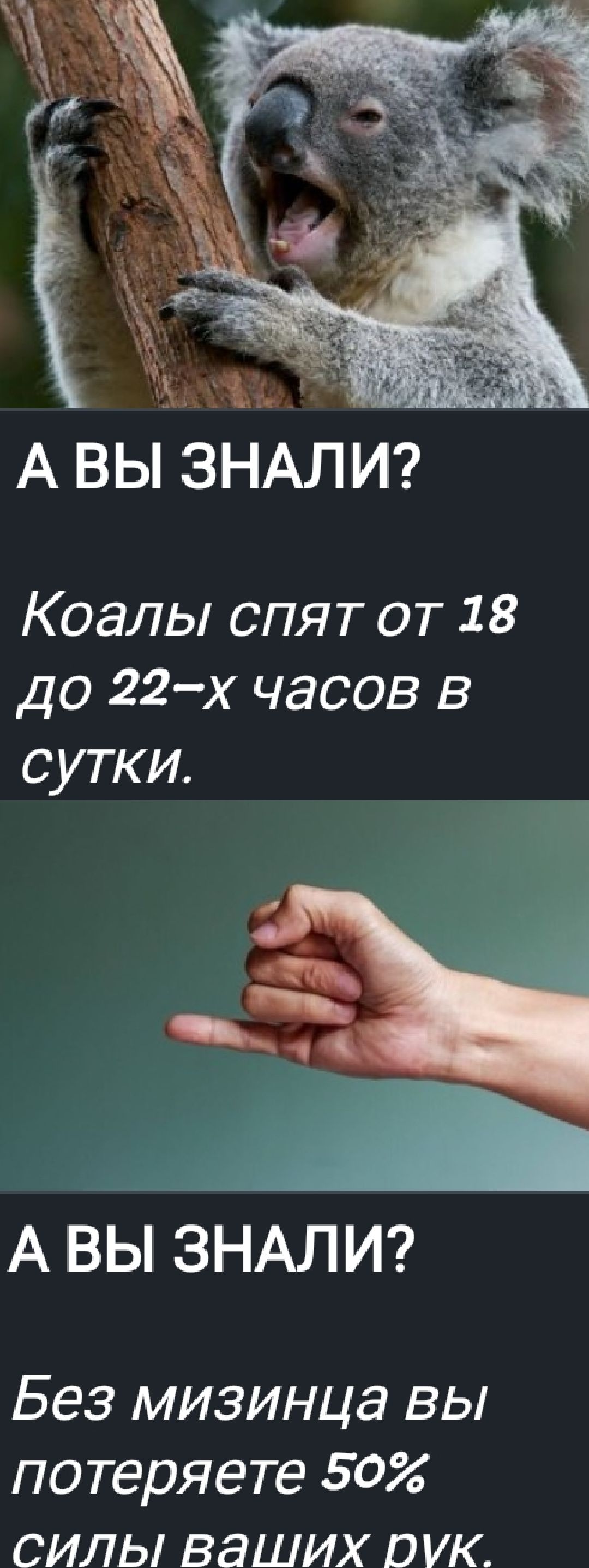 А ВЫ ЗНАЛИ?
Коалы спят от 18 до 22-х часов в сутки.
А ВЫ ЗНАЛИ?
Без мизинца вы потеряете 50% силы ваших рук.