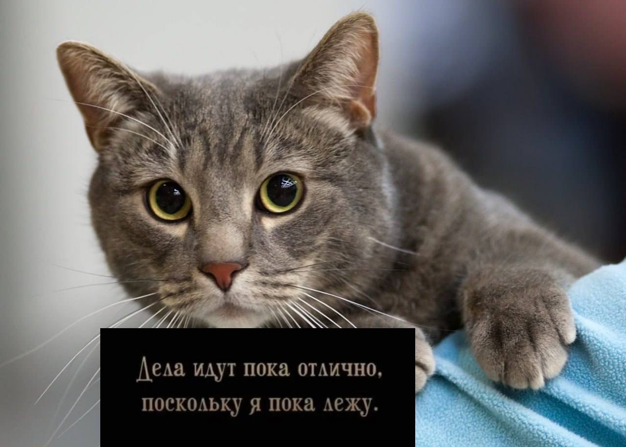 Дела идут пока отлично, поскольку я пока лежу.