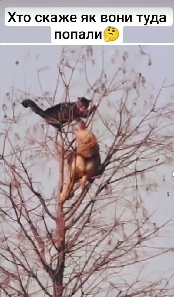 Хто скаже як вони туди попали🤔