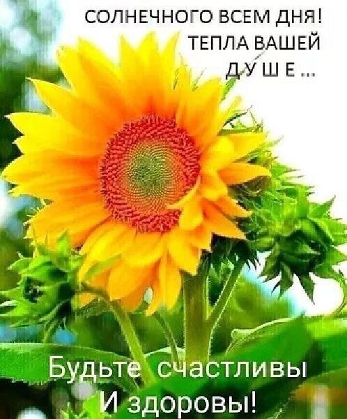 СОЛНЕЧНОГО ВСЕМ ДНЯ! ТЕПЛА ВАШЕЙ ДУШЕ ... Будьте счастливы И здоровы!