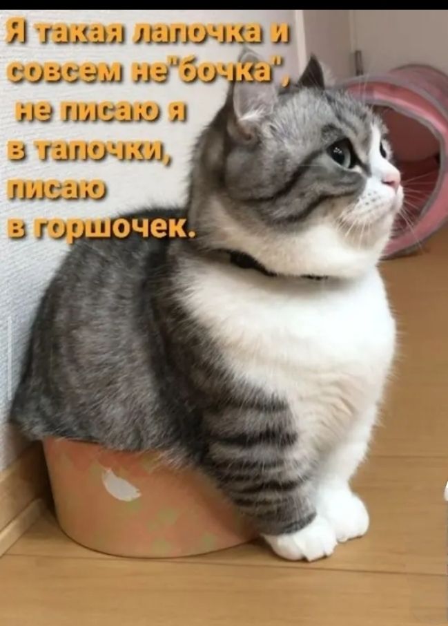 Я такая лапочка и совсем не 