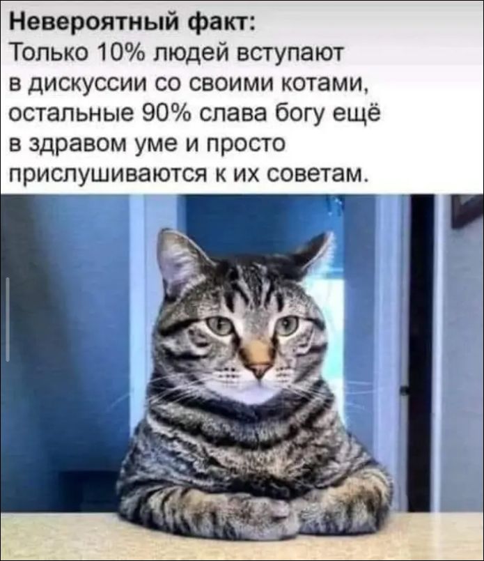 Невероятный факт: Только 10% людей вступают в дискуссии со своими котами, остальные 90% слава богу ещё в здравом уме и просто прислушиваются к их советам.