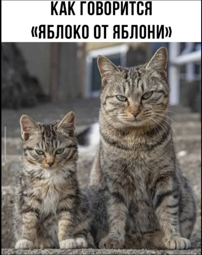 КАК ГОВОРИТСЯ «ЯБЛОКО ОТ ЯБЛОНИ»