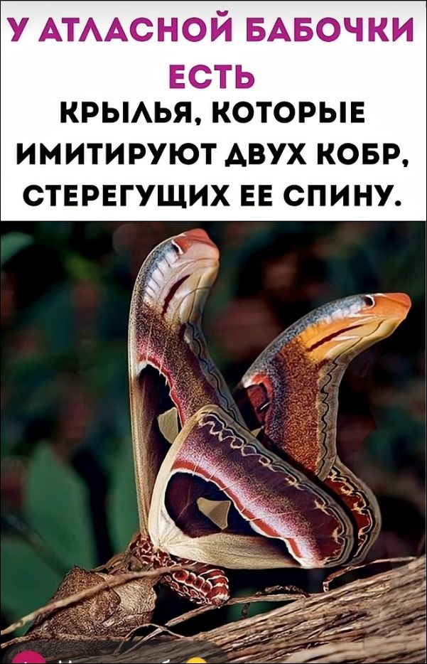 У АТЛАСНОЙ БАБОЧКИ ЕСТЬ КРЫЛЬЯ, КОТОРЫЕ ИМИТИРУЮТ ДВУХ КОБР, СТЕРЕГУЩИХ ЕЕ СПИНУ.