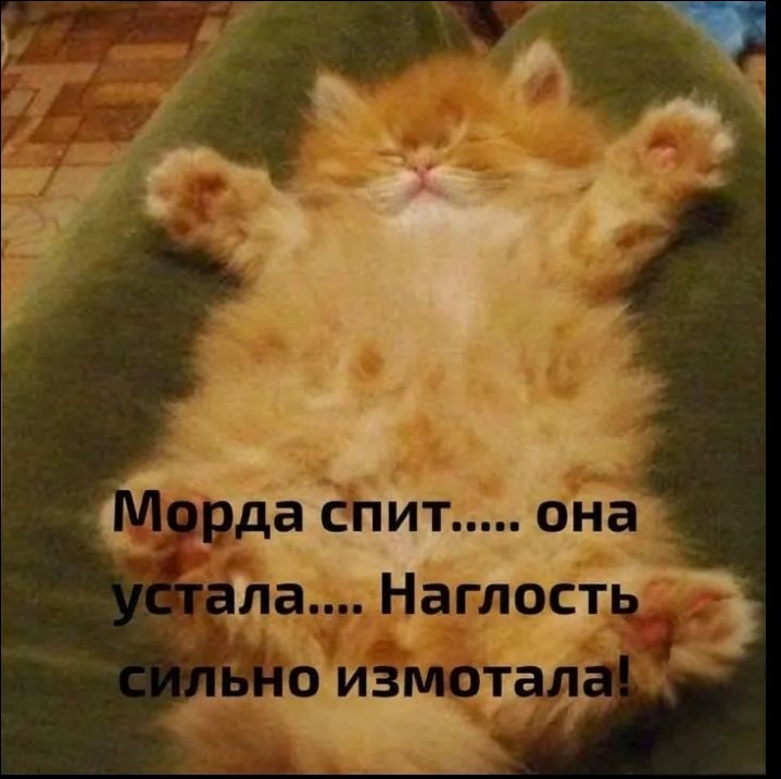 Морда спит..... она устала.... Наглость сильно измотала!