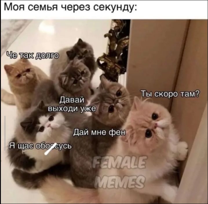 Моя семья через секунду: Че так долго Давай выходи уже Дай мне фен Я щас обоссусь Ты скоро там? FEMALE MEMES