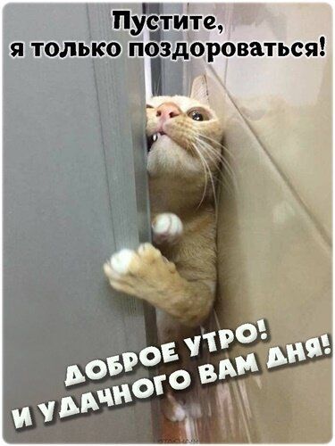 Пустите, я только поздороваться! Доброе утро! И удачного вам дня!