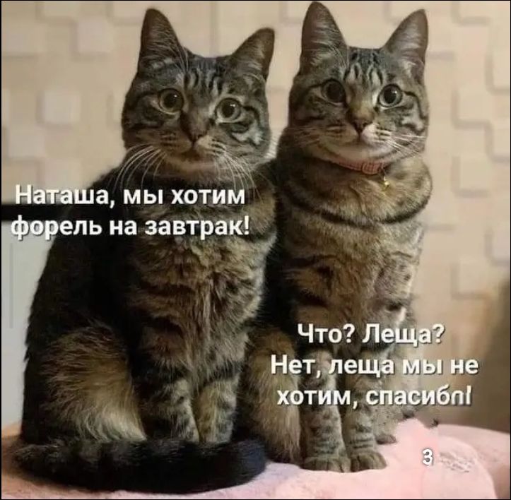 Наташа, мы хотим форель на завтрак! Что? Леща? Нет, леща мы не хотим, спасиб!