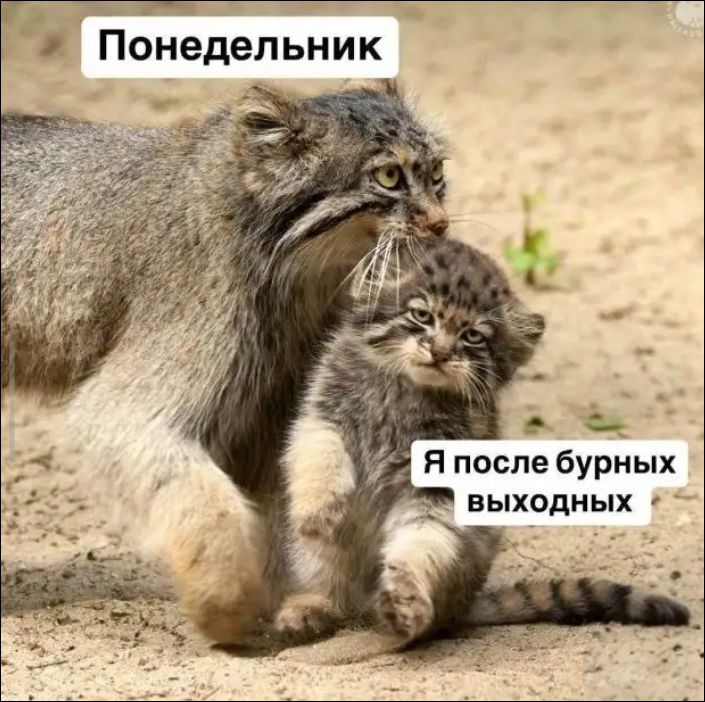Понедельник Я после бурных выходных