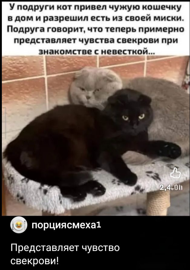 У подруги кот привел чужую кошечку в дом и разрешил есть из своей миски. Подруга говорит, что теперь примерно представляет чувства свекрови при знакомстве с невесткой... порциясмеха1 Представляет чувство свекрови!
