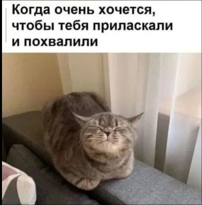 Когда очень хочется, чтобы тебя приласкали и похвалили