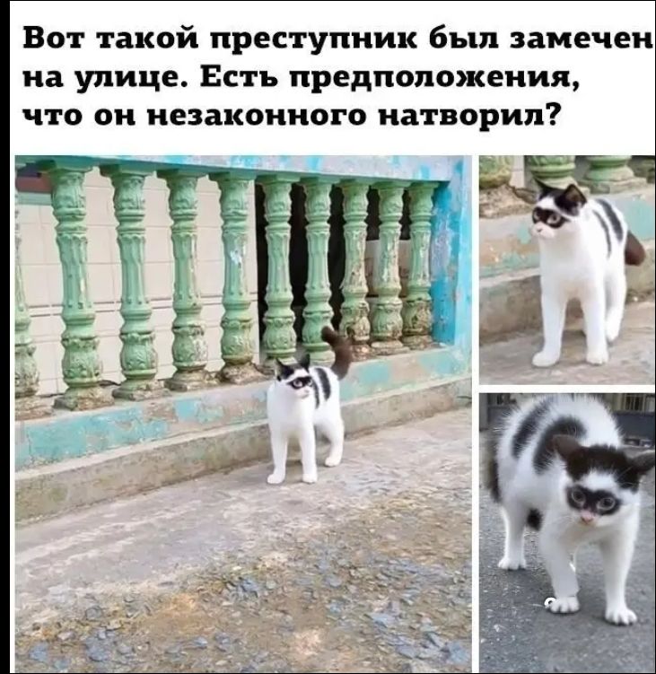 Вот такой преступник был замечен на улице. Есть предположения, что он незаконного натворил?