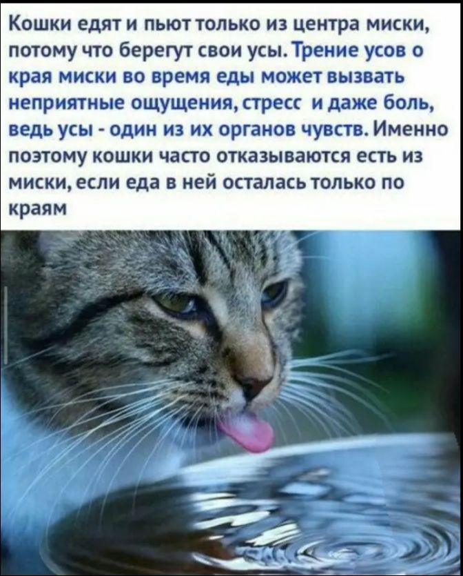 Кошки едят и пьют только из центра миски, потому что берегут свои усы. Трение усов о края миски во время еды может вызвать неприятные ощущения, стресс и даже боль, ведь усы - один из их органов чувств. Именно поэтому кошки часто отказываются есть из миски, если еда в ней осталась только по краям