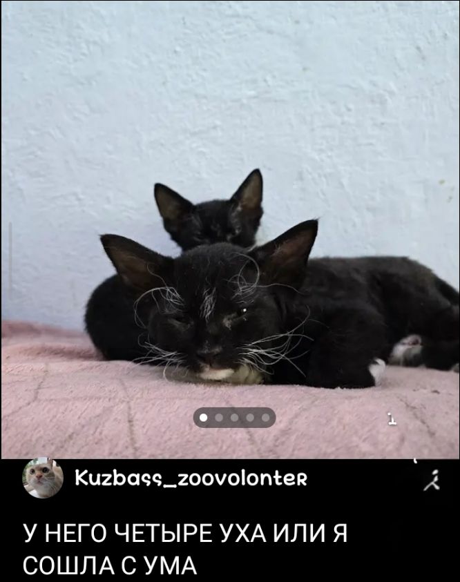 У НЕГО ЧЕТЫРЕ УХА ИЛИ Я СОШЛА С УМА