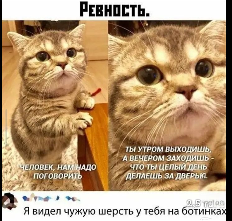 Ревность. ЧЕЛОВЕК, НАМ НАДО ПОГОВОРИТЬ. ТЫ УТРОМ ВЫХОДИШЬ, А ВЕЧЕРОМ ЗАХОДИШЬ - ЧТО ТЫ ЦЕЛЫЙ ДЕНЬ ДЕЛАЕШЬ ЗА ДВЕРЬЮ. Я видел чужую шерсть у тебя на ботинках