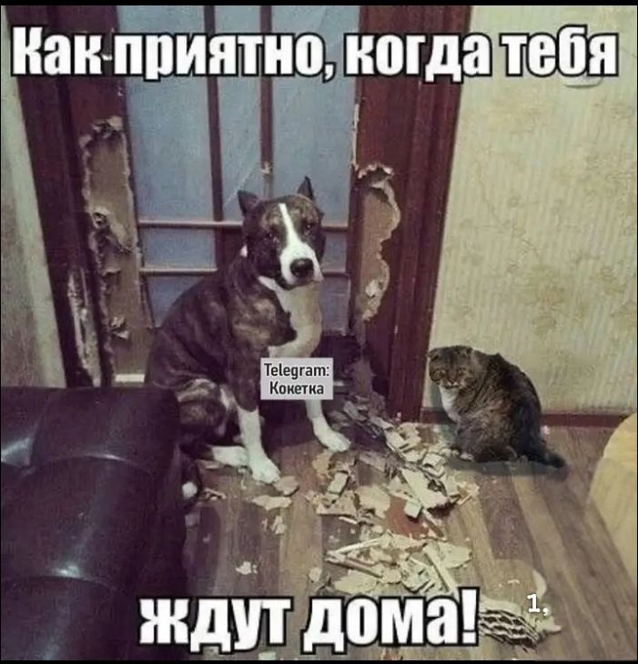 Как приятно, когда тебя ждут дома! Telegram: Кокетка