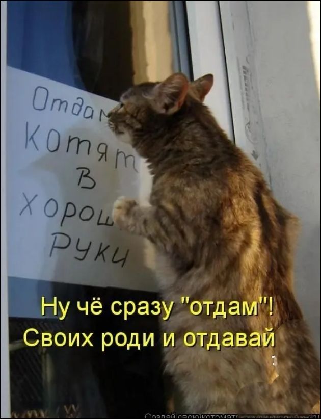 Отдам котят в хороши руки. Ну чё сразу 