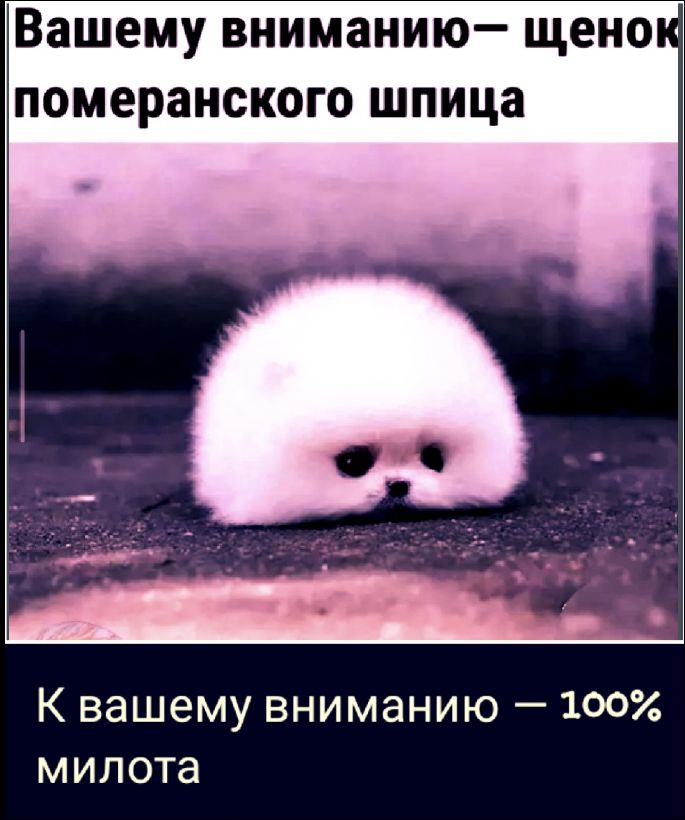 Вашему вниманию — щенок померанского шпица К вашему вниманию — 100% милота