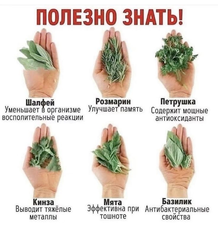ПОЛЕЗНО ЗНАТЬ! Шалфей Уменьшает в организме воспалительные реакции. Розмарин Улучшает память. Петрушка Содержит мощные антиоксиданты. Кинза Выводит тяжелые металлы. Мята Эффективна при тошноте. Базилик Антибактериальные свойства.