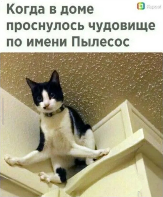 Когда в доме проснулось чудовище по имени Пылесос