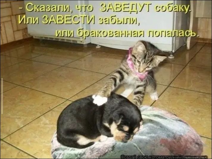 Сказали, что ЗАВЕДУТ собаку. Или ЗАВЕСТИ забыли, или бракованная попалась.