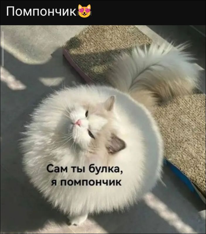 Помпончик Сам ты булка, я помпончик