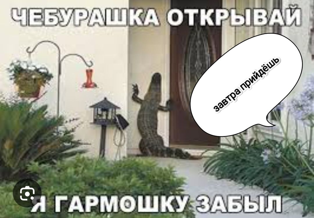 Чебурашка открывай
Я гармошку забыл
завтра придёшь