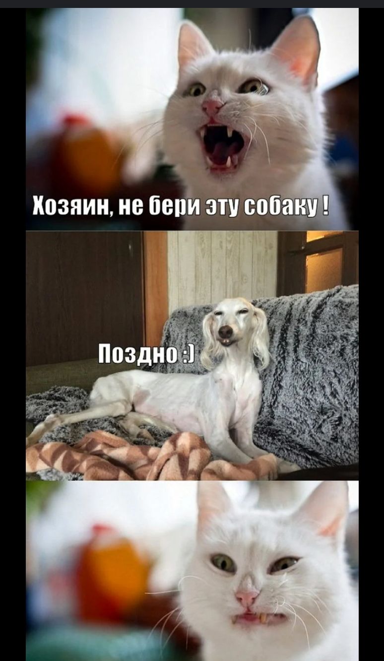 Хозяин, не бери эту собаку !
Поздно :)