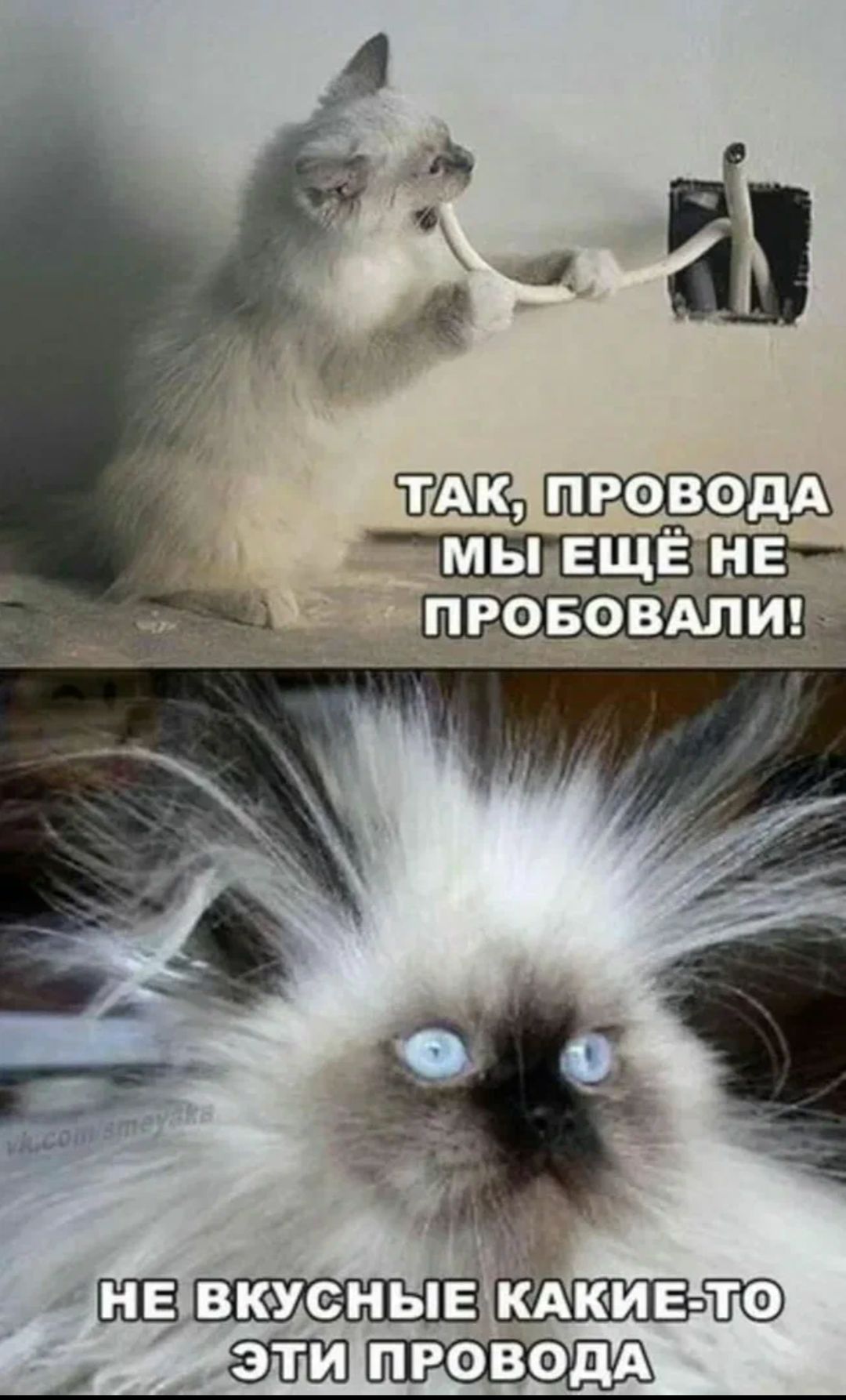 ТАК, ПРОВОДА МЫ ЕЩЁ НЕ ПРОБОВАЛИ! НЕ ВКУСНЫЕ КАКИЕ-ТО ЭТИ ПРОВОДА.