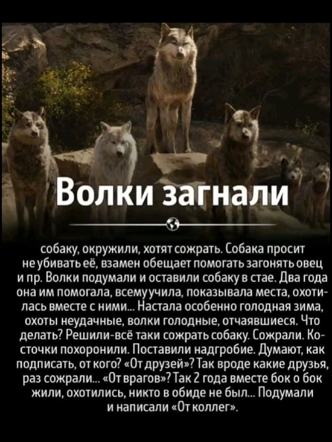 Волки загнали собаку, окружили, хотят сохратить. Собака просит не убивать её, взамен обещает помогать загонять овец и пр. Волки подумали и оставили собаку в стае. Два года она им помогала, всему учила, показывала места, охотилась вместе с ними... Настала особенно голодная зима, охоты неудачные, волки голодные, отчаивавшиеся. Что делать? Решили–всё таки сохранить собаку. Сохранили. Косточки похоронили. Поставили надгробие. Думают, как подписать, от кого? 