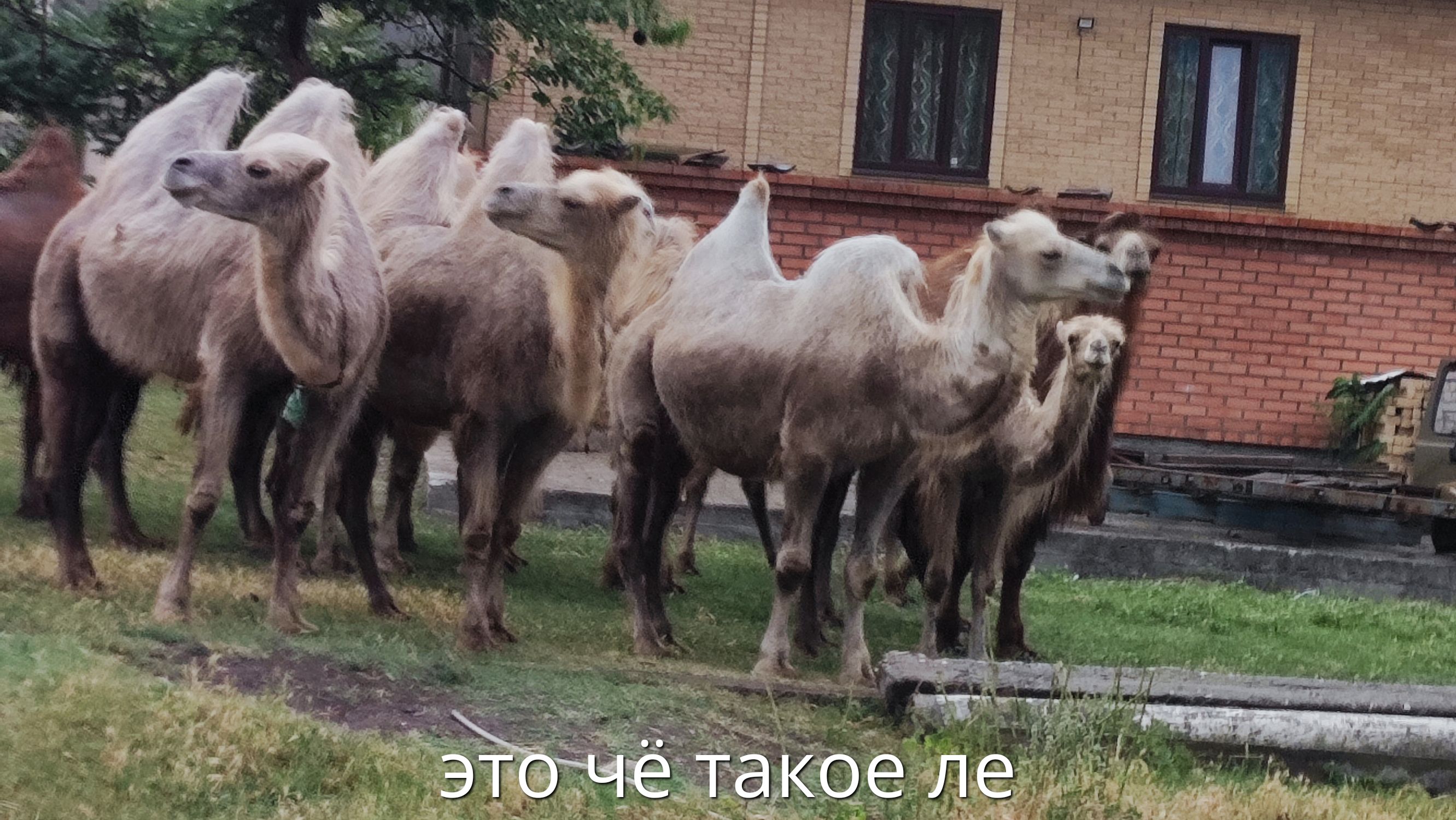 это чё такое лe