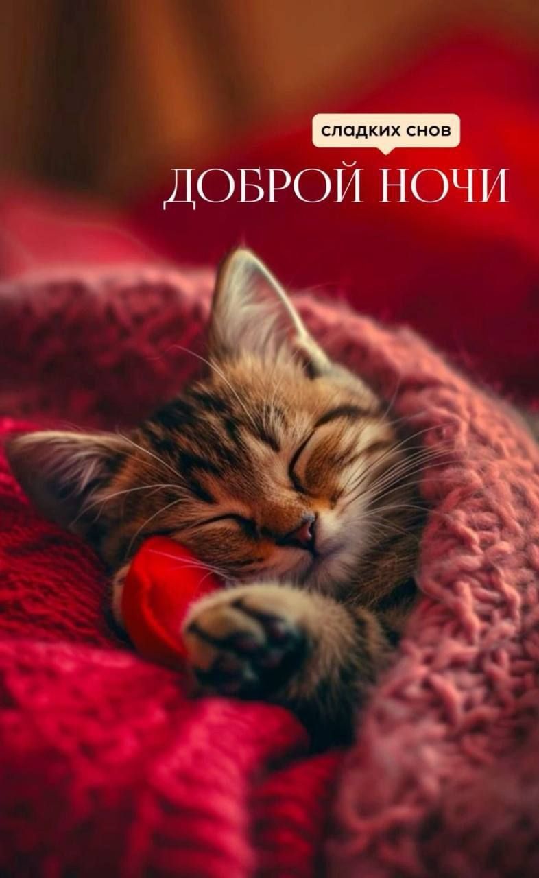 Доброй ночи