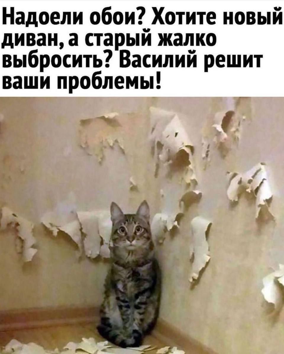 Надоели обои? Хотите новый диван, а старый жалко выбросить? Василий решит ваши проблемы!