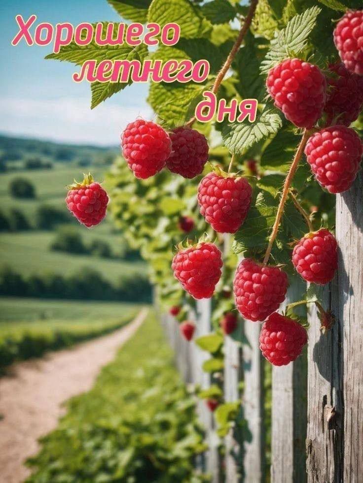 Хорошего летнего дня