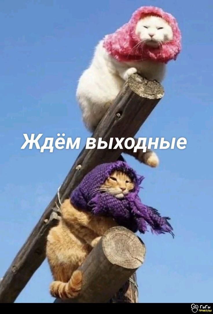 Ждём выходные